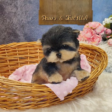 美麗的約克夏小狗逼真藝術娃娃 OOAK 狗毛絨玩具