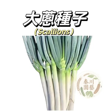 嘉義現貨 （大蔥種子100粒）農家留種大蔥四季種植 大蔥種子 鐵桿大蔥 紅皮大蔥 多款大蔥種子 產量高 發芽率高 畝產豐
