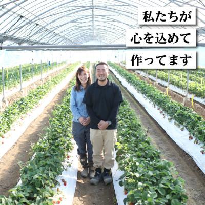 ふるさと納税 宇土市 熊本県宇土市産 完熟さちのか苺 1kg(500g×2箱) 園村苺園