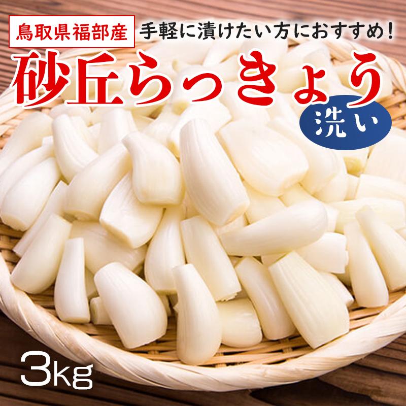 鳥取県産】らっきょう 5kg 洗いらっきょう 鳥取 砂丘らっきょう