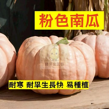 🌱早熟高產（粉色南瓜種子NG-34）耐寒 耐旱生長快 金瓜  易生長  高產 抗病抗旱易種植 高產爬藤蔬菜種子#果菜類