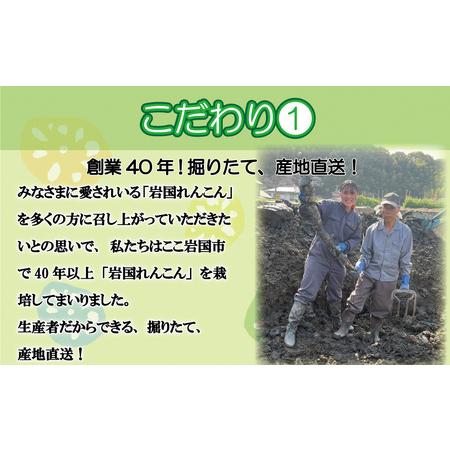 ふるさと納税 由美屋特選！岩国産れんこん(洗い)２kg 山口県岩国市