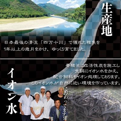 ふるさと納税 四万十市 四万十川優化イオンうなぎ　蒲焼2尾入り(ボイル肝、たれ付き) R5-006