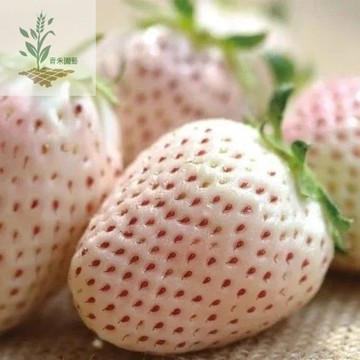 青禾園藝（白雪公主草莓種子）🍓CM-7 日本草莓品種新品白草莓種子 室內盆栽四季種植超甜草莓種籽陽臺庭院