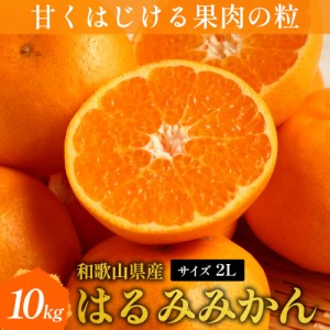 はるみみかん 10kg 2Lサイズ 一場にほとんど出回らない貴重な柑橘 和歌山 みかん 蜜柑 新鮮 ビタミン 果物