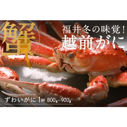 ふるさと納税 福井冬の味覚！ 越前がに 1杯（800〜900g） 福井県鯖江市