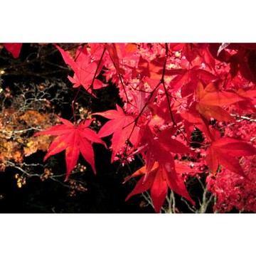 紅葉東北旅遊|仙台-青森|仙台威斯汀.奧入瀨溪散策.弘前公園~最美星巴克.角館武家屋敷.中尊寺.遊船.牛舌餐.溫泉五日_SJP25SSA22