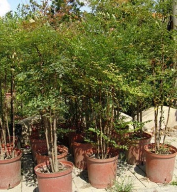 花花世界 圍籬樹苗 南天竹 常綠小灌木 冬季變紅色 5尺苗 高150公分 Tm Yahoo奇摩超級商城 Line購物