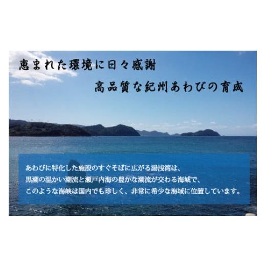 ふるさと納税 和歌山県 串本町 極上！紀州蝦夷鮑×8個　五つ星旅館にも出荷される極上アワビ＜日付指定OK＞ ／ アワビ あわび 鮑活 あわび 貝 魚貝 魚介 海鮮