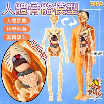 人體器官模型 人體拼裝模型 人體器官玩具人體骨架模型仿真拚裝軀幹結構內臟科敎類玩具 人體器官模型 人體仿真模型 人體器官