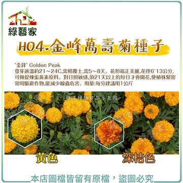 【綠藝家】H04.金峰萬壽菊種子200顆