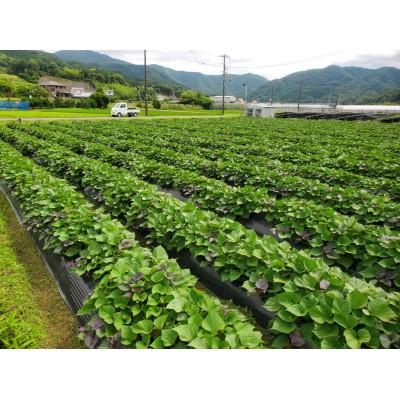 ふるさと納税 日高川町 和歌山のサツマイモ在来種　厳選5kg