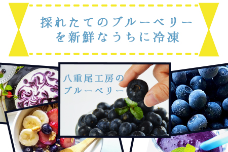 ＜冷凍ブルーベリー(500g×2袋)＞翌月末迄に順次出荷