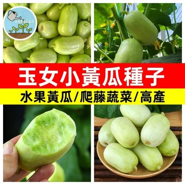 玉女小黃瓜種子 迷你水果黃瓜生吃脆甜無渣無刺牛奶小黃瓜種子四季盆栽陽台庭院特色蔬菜種子