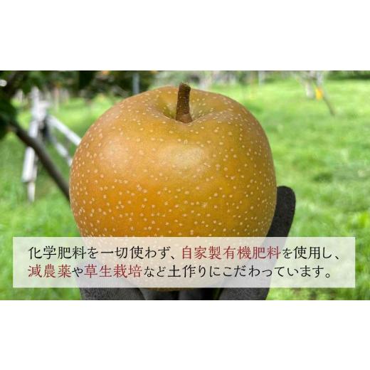 ふるさと納税 大分県 由布市 旬の梨おまかせ5kg・6-14玉（自家製有機肥料・減農薬・化学肥料無使用）【梨 なし ナシ フルーツ 果物 お取…