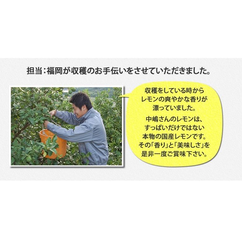 レモン 国産レモン 送料無料 4kg S〜L 3箱購入で1箱おまけ 熊本県産 減農薬 防腐剤ワックス不使用 れもん グリーンレモン 国産