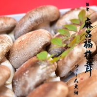  謹製 「 麻呂福椎茸 」 椎茸 しいたけ シイタケ 菌床椎茸栽培 [AK002ci]