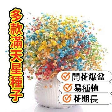 現貨現發 蝦皮熱賣 【多款滿天星種子】 爆花開花機器 陽台庭院盆栽 浪漫白粉雙色 乾燥花素材 新手友善 四季可種