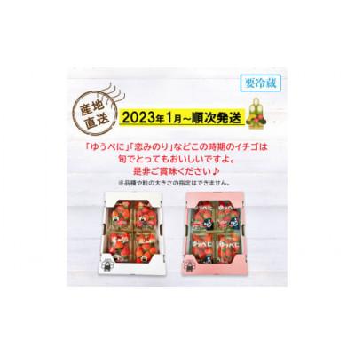 ふるさと納税 和水町 熊本県産 いちご 約1kg (250g×4パック)(和水町)