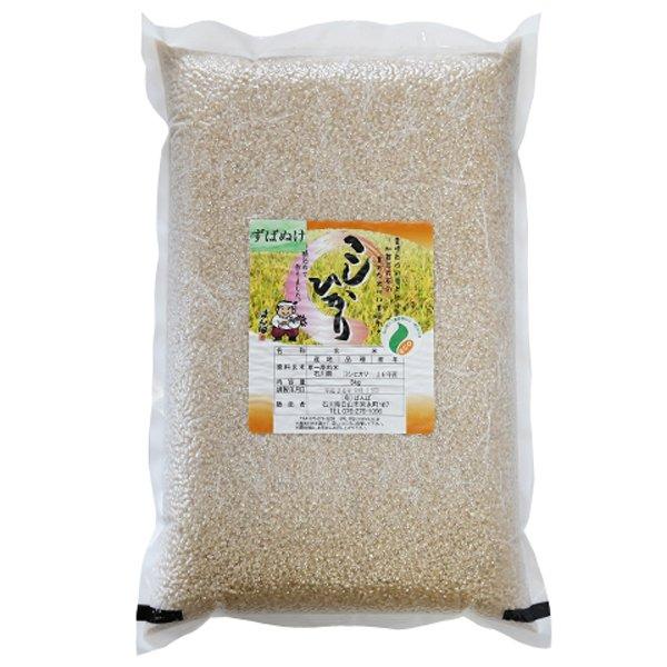 新米 令和5年  2023年産 石川県産 特別栽培米 ずばぬけ 玄米5kg コシヒカリ 一等米 産地直送 ばんば