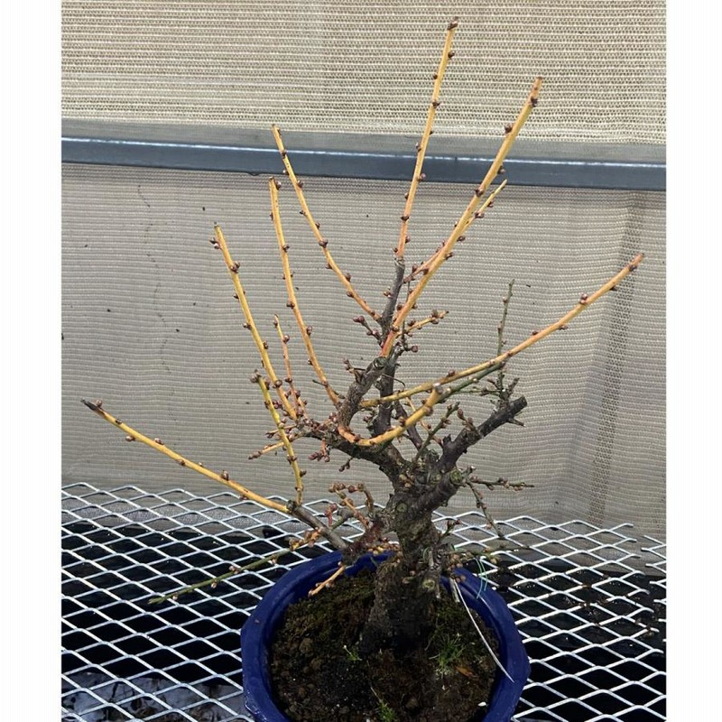 現品】花梅盆栽 日光(にっこう)6号プラ鉢 | LINEブランドカタログ 現品】花梅盆栽 日光(にっこう)6号プラ鉢 | LINEブランドカタログ