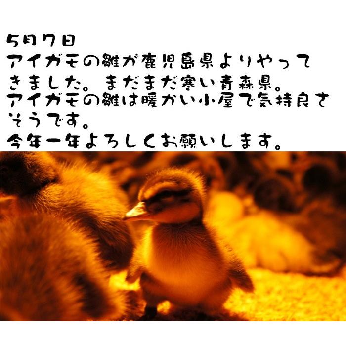 令和5年度産　新米　完全無農薬栽培　アイガモ農法米　つがるロマン 5kg 玄米　白米