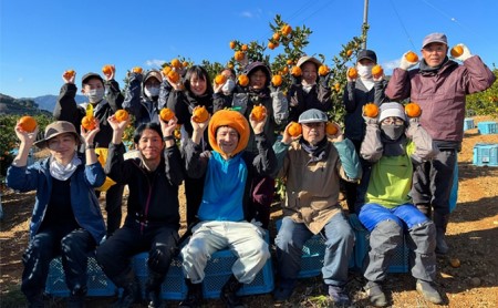 先行予約陽だまりファームの早生 三ヶ日みかん 10kg 1箱