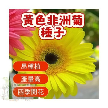 🌷🌷黄色非洲菊種子 【非洲菊種子】今年新籽 發芽率高 見土即活 花開爆盆 四季可播  新手易種易活 陽台庭院盆栽花卉種子