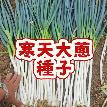 台灣寒天大蔥種子 耐寒蔥苗 日本長蔥 巨蔥 白蔥 家庭蔬果種子 庭院盆栽易種 冬季當季蔬菜 自種食材