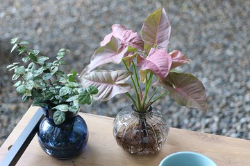 水培植栽 l 粉紅佳人_室內植物  辦公室盆栽  店內擺設