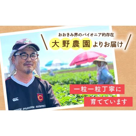 ふるさと納税 宮崎県産 イチゴ 幸せの紅白いちごセット おおきみ天使のいちご 大サイズ1パック(8粒〜9粒程度) いちご 苺 果物 期間・数量限.. 宮崎県宮崎市