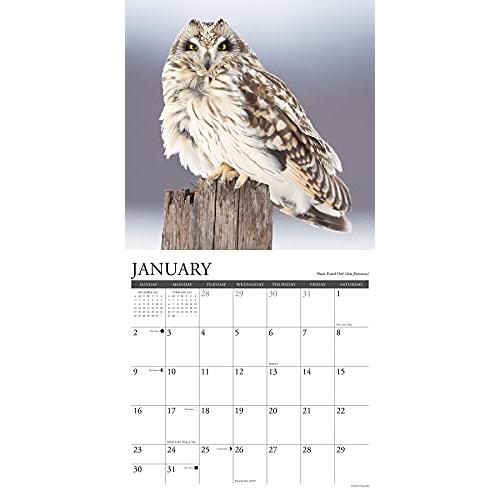 Owls 2022 Wall Calendar