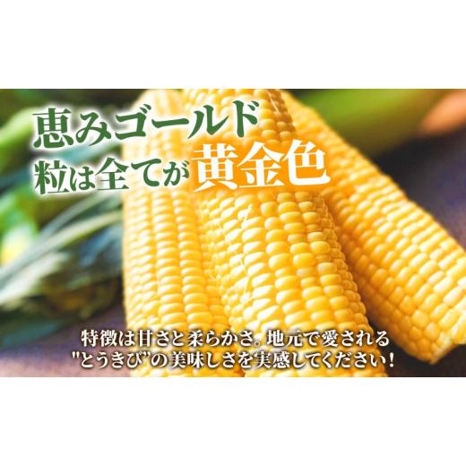 ふるさと納税 北海道 洞爺湖町 北海道産 とうもろこし 恵味 ゴールド 2L 20本 朝採り めぐみ イエロー トウモロコシ 玉蜀黍 スイートコーン とうきび 大きめ …