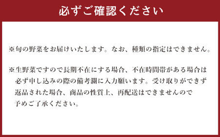 生産者応援 採れたて新鮮 旬のお野菜 詰め合わせセット