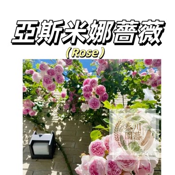 嘉義現貨（亞斯米娜爬藤玫瑰種子）（MG-48）Rose紫粉係大花薔薇月季種子庭院陽台灑下就能活懶人@觀賞花卉花海種子