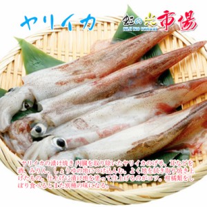 冷凍　ヤリイカ １kg（6～12尾）茨城県・北海道産 やりいか 烏賊