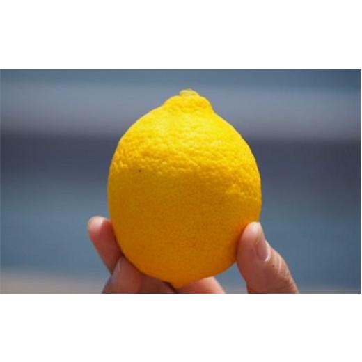 ふるさと納税 広島県 尾道市 皮まで美味しい無農薬レモン　2kg