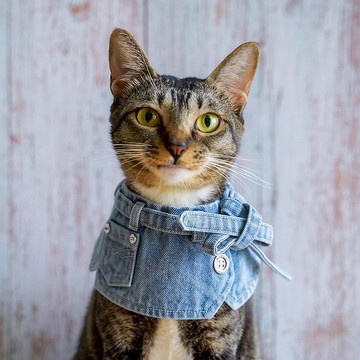 【MOMOJI】寵物時尚圍兜 - Arbuthnot (01-天空牛仔藍)