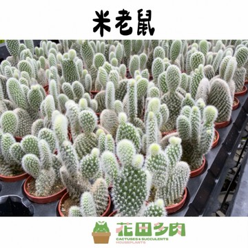 《花田多肉》🌵【米老鼠】 1吋盆  仙人掌/多肉植物/團扇/石頭玉/戶外植物/園藝/盆栽/組盆/防小人