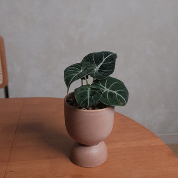 黑絲絨/黑葉觀音蓮