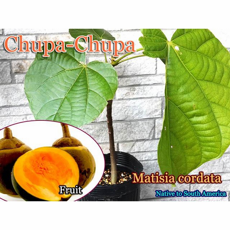 チュパチュパ(Matisia cordata)中苗[熱帯果樹] 通販 LINEポイント最大0.5%GET LINEショッピング