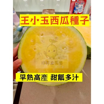🍉王小玉西瓜種籽 XG-32 綠皮黃瓤少籽 爽脆可口 高產不裂瓜  吊瓜甜度高 四季高產少籽西瓜盆栽地栽爬藤水果種子