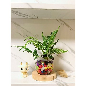 《Kamata🌈》🌿水耕 富貴蕨 玻璃瓶🌿（美人蕨）兔腳蕨/觀葉植物/綠化植物