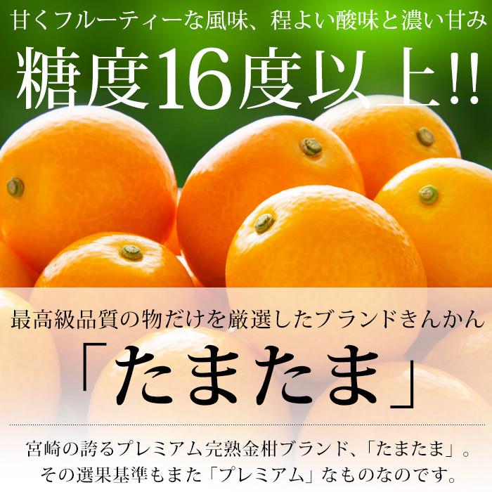 金柑 宮崎県産 たまたま 完熟きんかん 約1kg 2Lサイズ 宮崎県認証