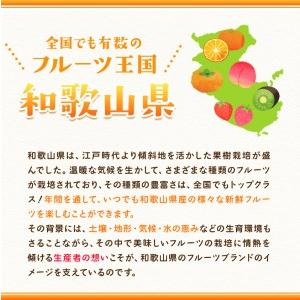 ふるさと納税 いちご イチゴ 苺 さちのかいちご 約1kg JA紀の里農業協同組合 《2024年2月上旬-3月末頃より順次出荷》 和歌山県 紀の川市 果.. 和歌山県紀の川市