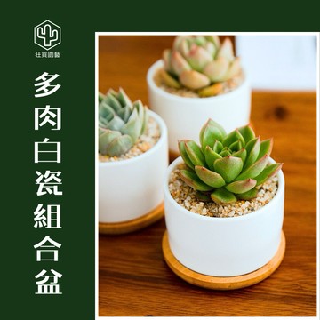 [狂買園藝] 白瓷盆款多肉組合盆 （盆寬8公分） /植物送禮/節慶送禮/業務送禮/福委送禮/送禮小物