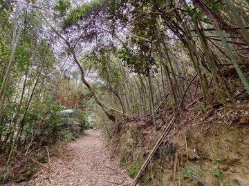 苗栗獅潭鄉風景林地｜苗栗縣獅潭鄉八角林