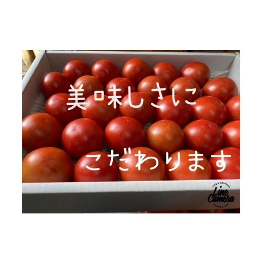 ふるさと納税 高知県 高知市 高知県高知市産 贅沢フルーツトマト 約2kg　＜2024年2月から発送＞