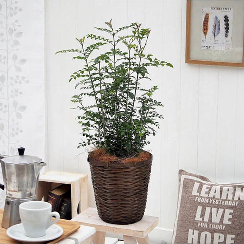 観葉植物 トネリコ バスケット ラン 鉢物 観葉植物 通販 Lineポイント最大10 0 Get Lineショッピング