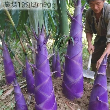 現貨 紫色水果竹筍（100粒）多年生  甜龍竹筍種子 四季種植 進口品種 紫色竹筍種子 可以生吃的水果竹筍